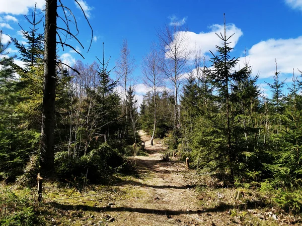 Una Panoramica Alberi Cespugliosi Una Foresta Larvik Norvegia — Foto Stock