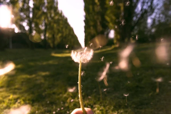 Selective Focus Shot Dandelion Wind — Stock Photo, Image