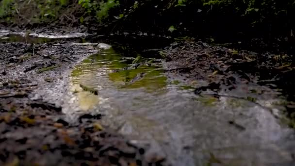 Ormandaki Nehrin Güzel Manzarası — Stok video