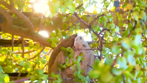 Tiro Close Jovem Pássaro Bonito Sentado Galho Árvore — Vídeo de Stock