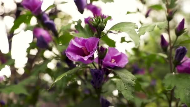 Mooie Bloemen Tuin — Stockvideo