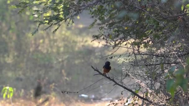 Zbliżenie Czarnego Rudego Ptaka Siedzącego Drzewie Lesie Strzał — Wideo stockowe