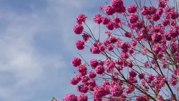 花园里美丽的粉红色花朵 — 图库视频影像