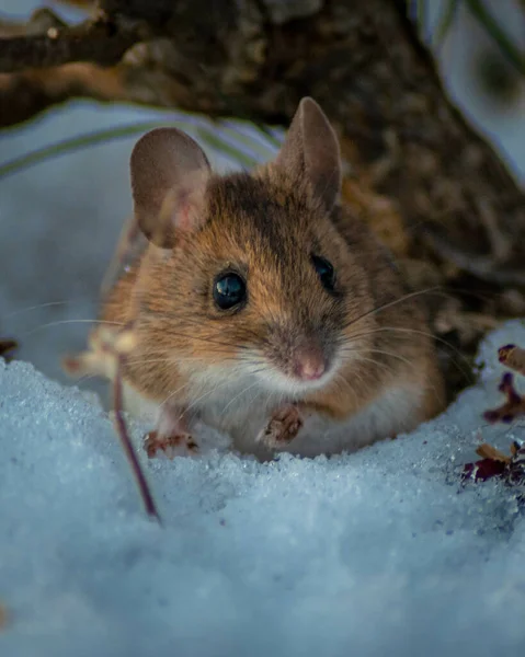 雪の表面に縞模様のフィールドマウスの垂直ショット — ストック写真