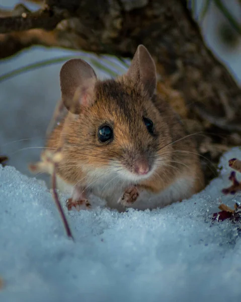 Vertikal Bild Randig Åkermus Den Snöiga Ytan — Stockfoto