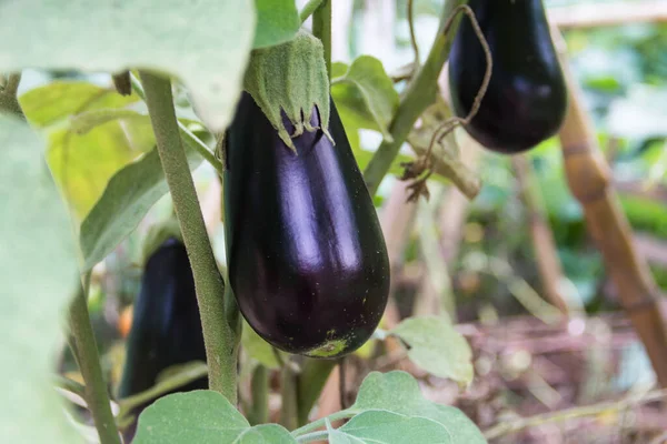 Flores Frutos Berenjenas Violetas Planta Jardín Orgánica — Foto de Stock