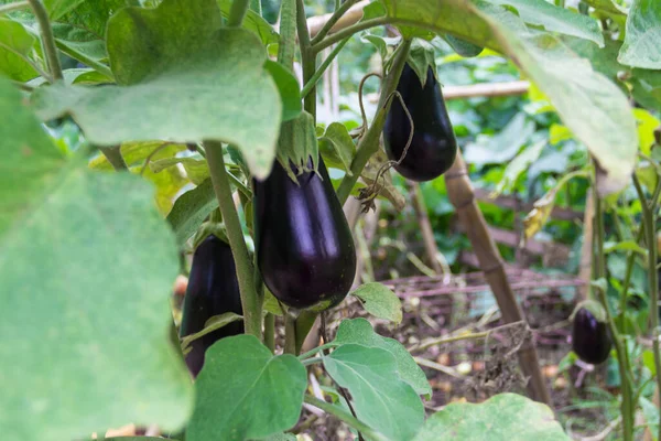 Blommor Och Frukter Violetta Auberginer Den Ekologiska Trädgårdsväxten — Stockfoto