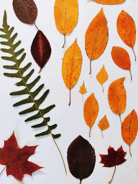 白い背景にカラフルなプレスの葉の垂直ショット — ストック写真