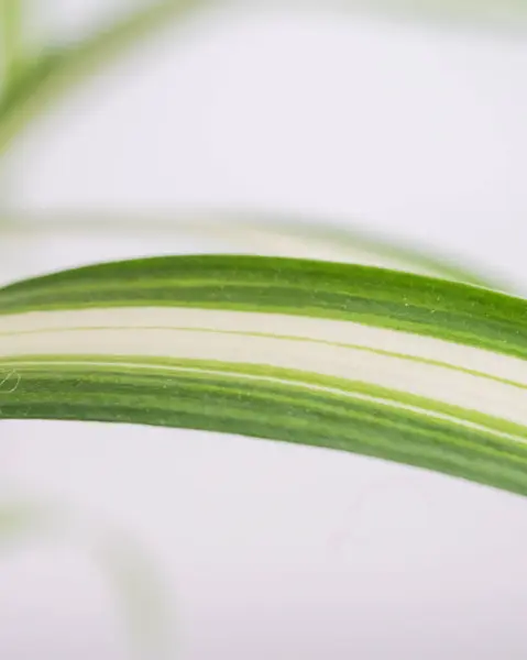 Tiro Close Uma Planta Sala Fundo Branco — Fotografia de Stock