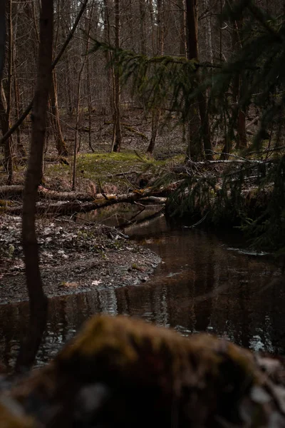 Een Prachtig Shot Van Een Meer Het Bos — Stockfoto