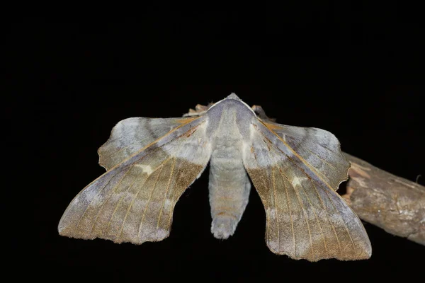 黒い背景に隔離されたポプラの鷹の蛾のクローズアップショット — ストック写真