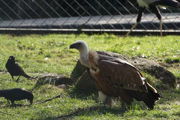 动物园里一只秃鹰的特写镜头 — 图库照片
