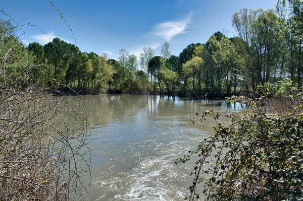 Pequeño Lago Rodeado Pinos Formado Por Desagüe Del Canal Laguna —  Fotos de Stock