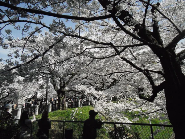 Tokyo Ιαπωνια Φεβ 2021 Ανθίζουν Δέντρα Στο Δρόμο Του Τόκιο — Φωτογραφία Αρχείου