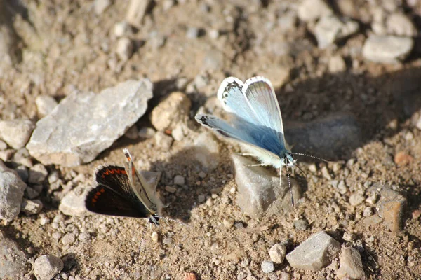 Foco Superficial Dos Mariposas Suelo — Foto de Stock