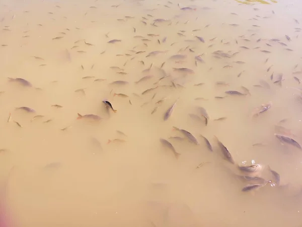 Uma Visão Peixes Uma Lagoa Suja — Fotografia de Stock