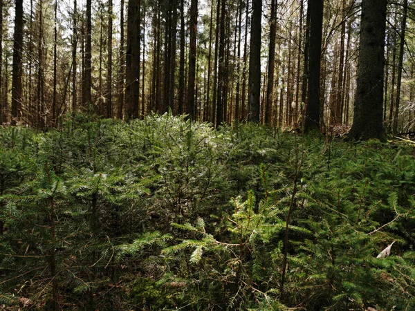 Gros Plan Plantes Vertes Arbres Dans Une Forêt Larvik Norvège — Photo