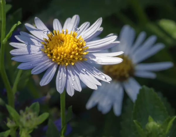 Mise Point Sélective Une Belle Fleur Camomille Avec Des Gouttes — Photo