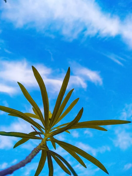 Image Has Beautiful Sky Some Leaves Plant — Stock Photo, Image