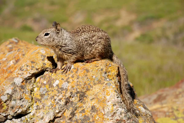 Tierischer Hintergrund Ein Einzelnes Erdhörnchen Sitzt Auf Einem Felsen — Stockfoto