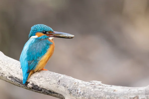 A shallow focus of a colorful kingfisher with a small fish in his beak perched on a tree branch