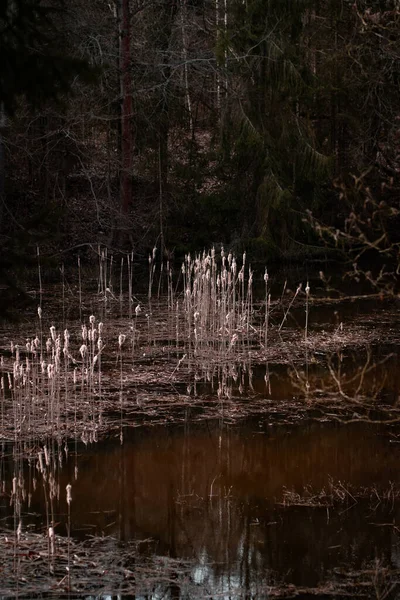 Beau Cliché Lac Dans Forêt — Photo