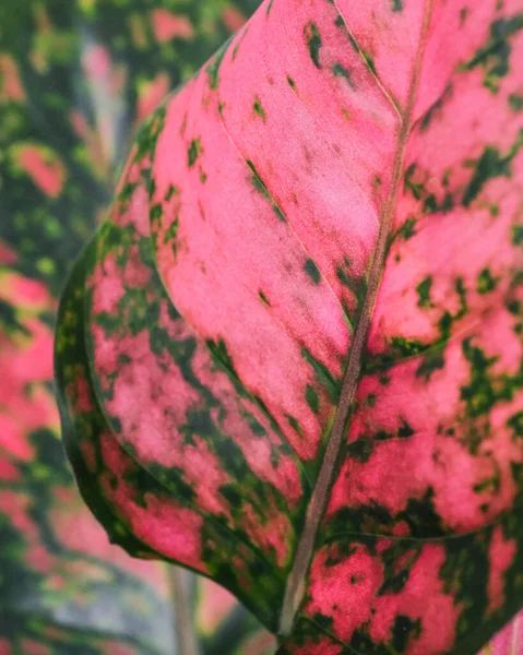 Крупним Планом Каучукове Дерево Рубінове Темно Зелене Листя Змивається Рожевим — стокове фото