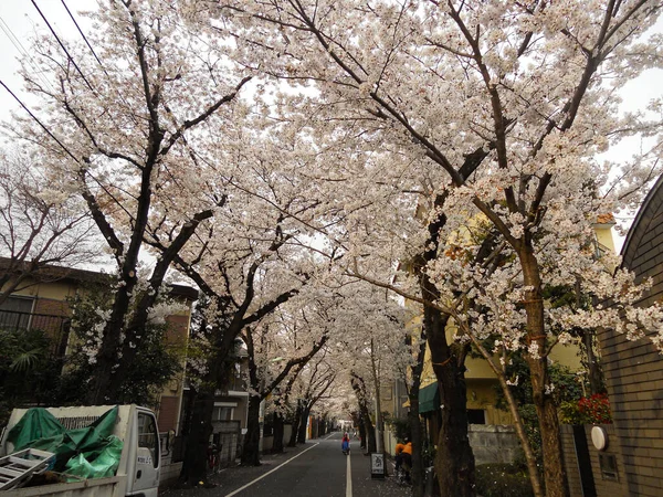 Tokio Japonsko 2021 Stromy Kvetou Tokijské Ulici Nastalo Jaro — Stock fotografie