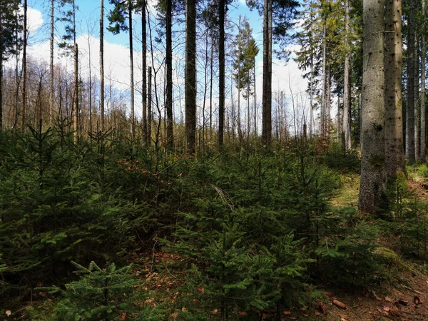 Eine Nahaufnahme Von Buschigen Bäumen Und Grünen Pflanzen Einem Wald — Stockfoto