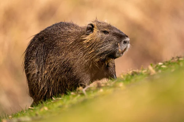 Közeli Kép Egy Szőrös Coypu Vagy Nutria Fűben Homályos Háttérben — Stock Fotó