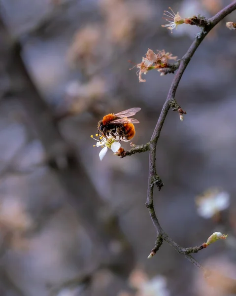 Närbild Ett Honungsbi Trädblomma — Stockfoto