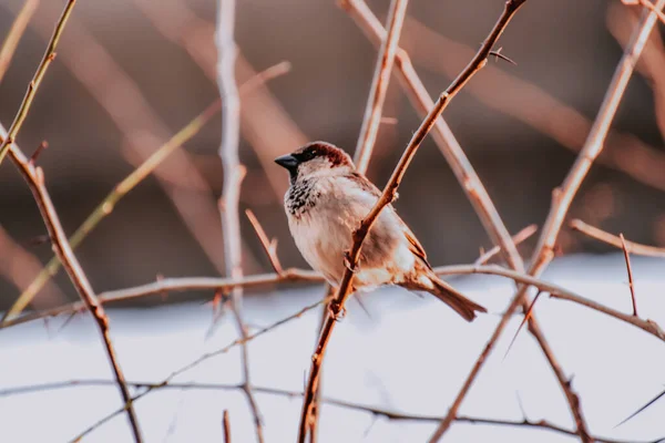 Nahaufnahme Eines Sperlings Der Auf Einem Ast Sitzt — Stockfoto