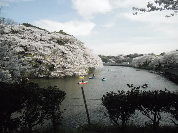 Tokyo Japan Feb 2021 Trees Blossom Street Tokyo Spring Time — Stock Photo, Image