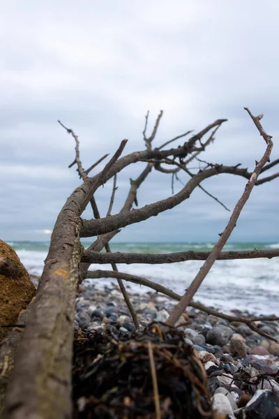 Árbol Caído Playa Rocosa — Foto de Stock