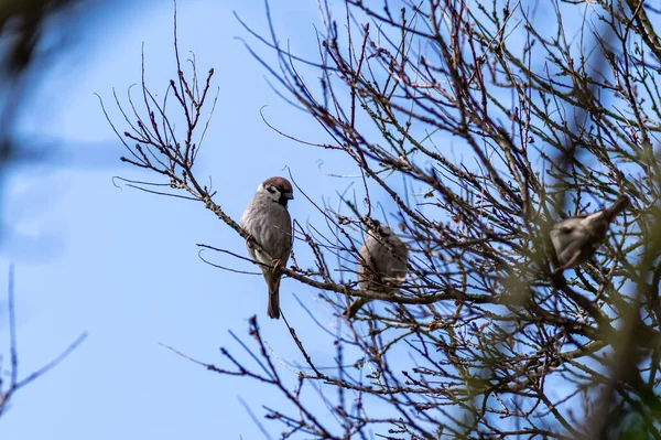 Eine Selektive Fokusaufnahme Eurasischer Baumpatzen Auf Dem Baum Vor Dem — Stockfoto