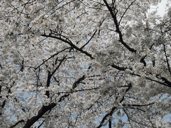 Tokyo Japan Feb 2021 Tree Flows Street Tokyo Spring Time — 스톡 사진