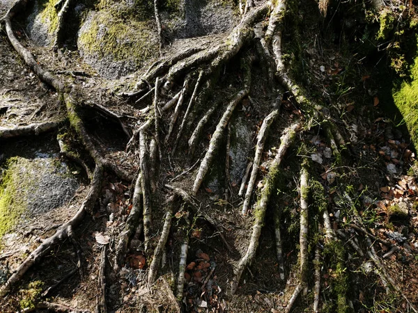 Крупним Планом Знімок Переплетення Коренів Дерев Покритих Зеленим Мохом — стокове фото