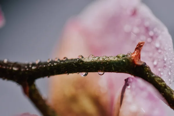 Närbild Bild Bild Vattendroppar Blommande Magnolia Träd Våren — Stockfoto