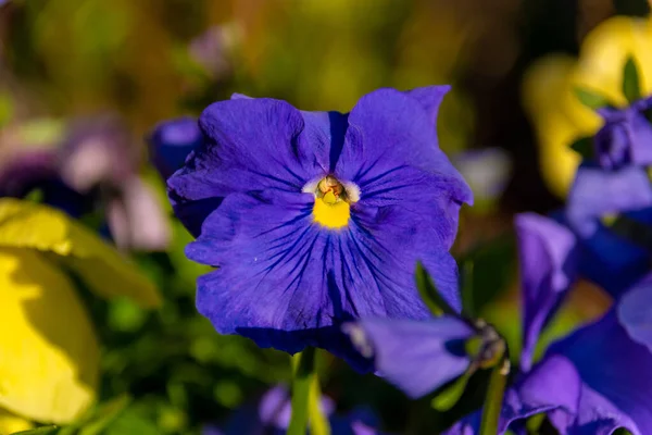 Closeup Shot Violet Wild Pansies — Stock Photo, Image