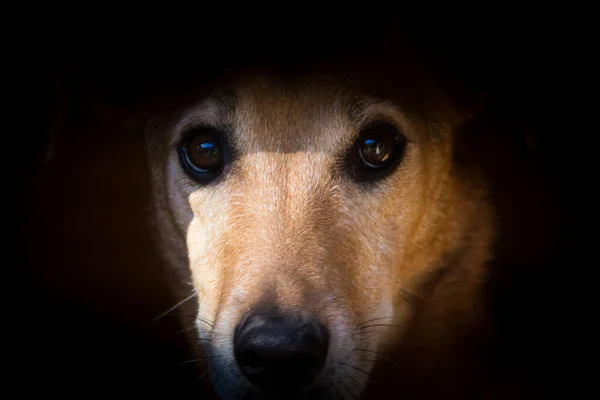 Portret Bezpańskiego Psa Który Pada Ofiarą Znęcania Się Nad Zwierzętami — Zdjęcie stockowe