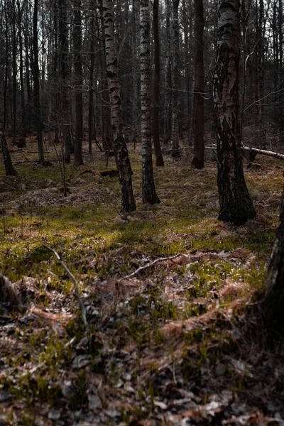 Beautiful Shot Forest — Stock Photo, Image