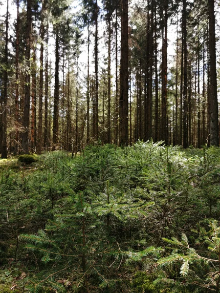 Eine Vertikale Aufnahme Von Grünen Pflanzen Und Bäumen Einem Wald — Stockfoto