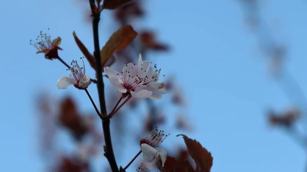 Bir Ağaç Dalında Çiçek Açan Yakın Plan Bir Fotoğraf — Stok fotoğraf