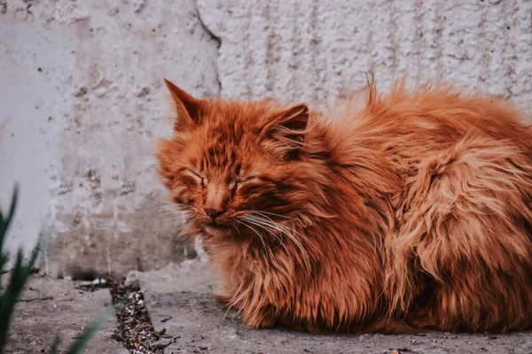 一只生姜猫在户外的特写镜头 — 图库照片
