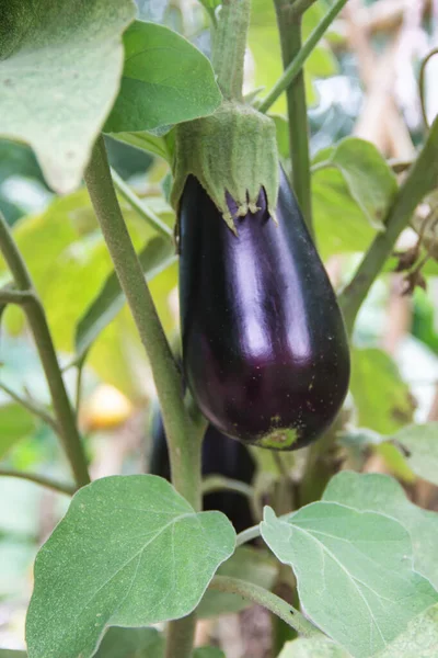 Fleurs Fruits Aubergines Violettes Dans Plante Jardin Biologique — Photo