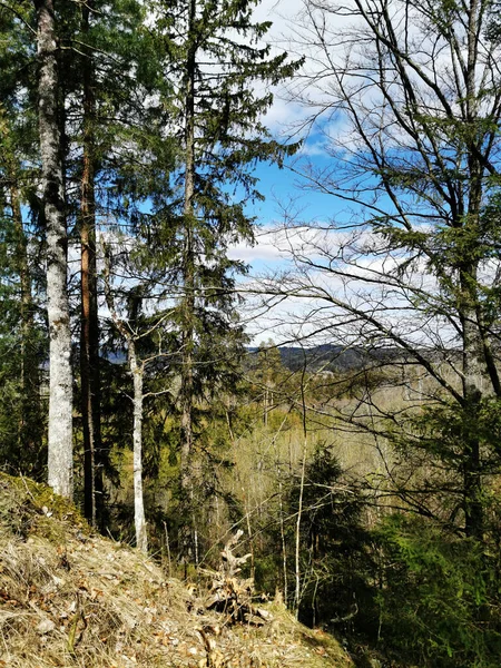 Een Verticaal Schot Van Bossige Bomen Een Bos Larvik Noorwegen — Stockfoto