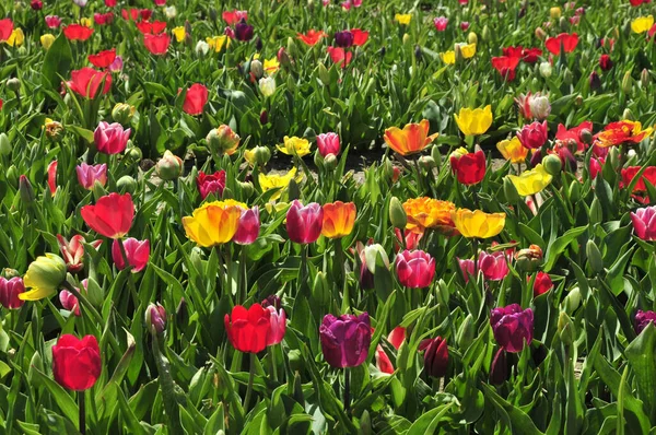 Прекрасний Знімок Барвистого Поля Тюльпанів — стокове фото