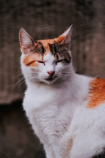 Disparo Vertical Gato Jengibre Aire Libre — Foto de Stock