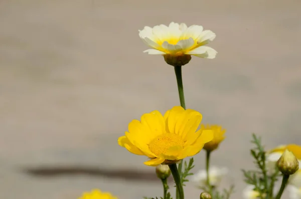 Tiro Foco Seletivo Calêndulas Florescendo Conceito Consciência Saúde Mental — Fotografia de Stock