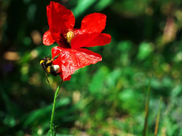 Primer Plano Una Abeja Volando Cerca Amapola Roja Jardín —  Fotos de Stock